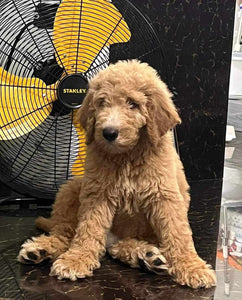 STANDARD/GIANT POODLE PUPPIES