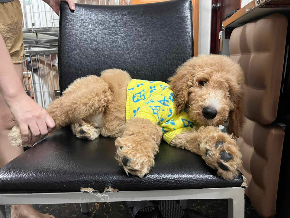 STANDARD/GIANT POODLE PUPPIES